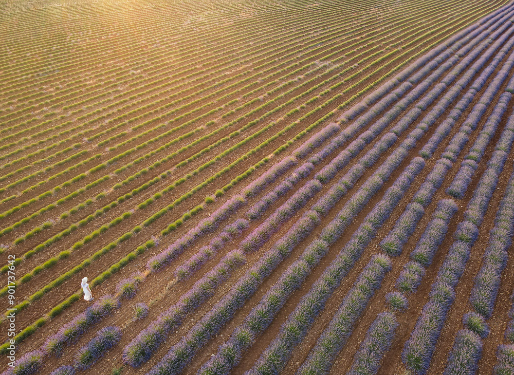 Girl through lavender fields from the air Girl through lavender fields from the air