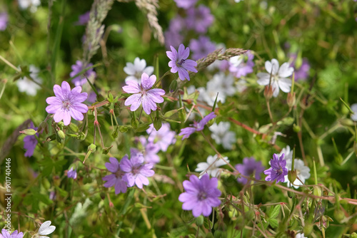 Purple and white Geranium pyrenaicum, hedgerow cranesbill, in flower.