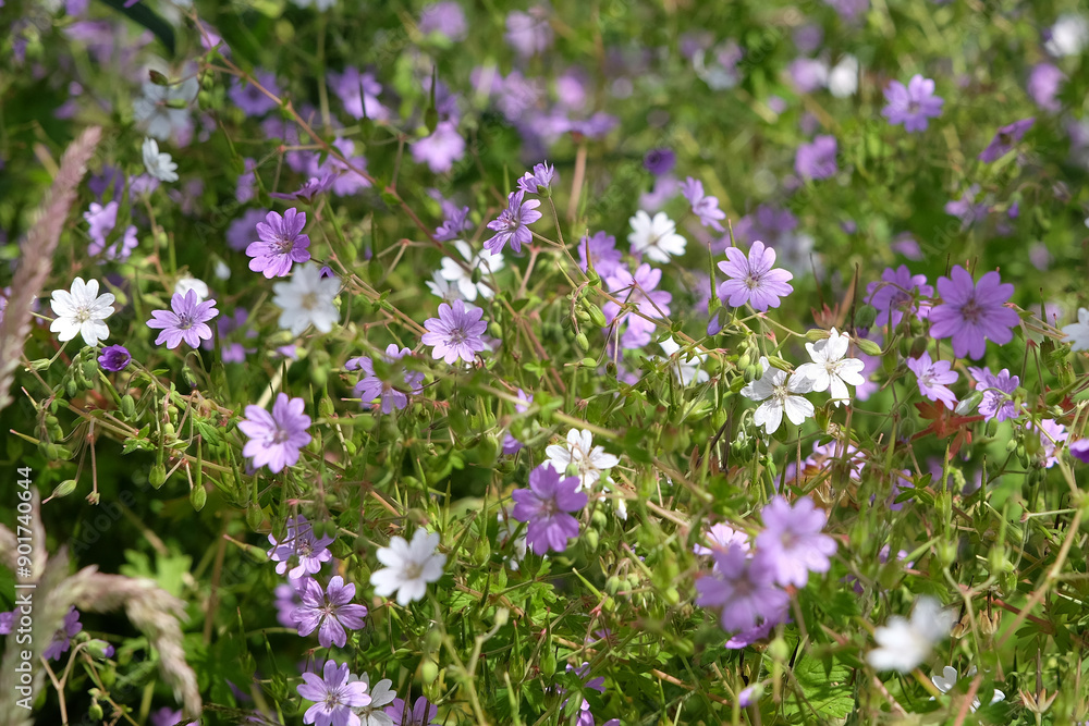 Purple and white Geranium pyrenaicum, hedgerow cranesbill, in flower. Purple and white Geranium pyrenaicum, hedgerow cranesbill, in flower.