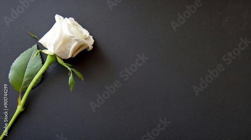 Elegant white rose on a dark background symbolizing peace