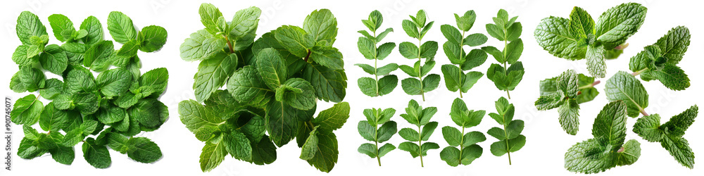 Fresh Mint Leaves Fresh Mint Leaves