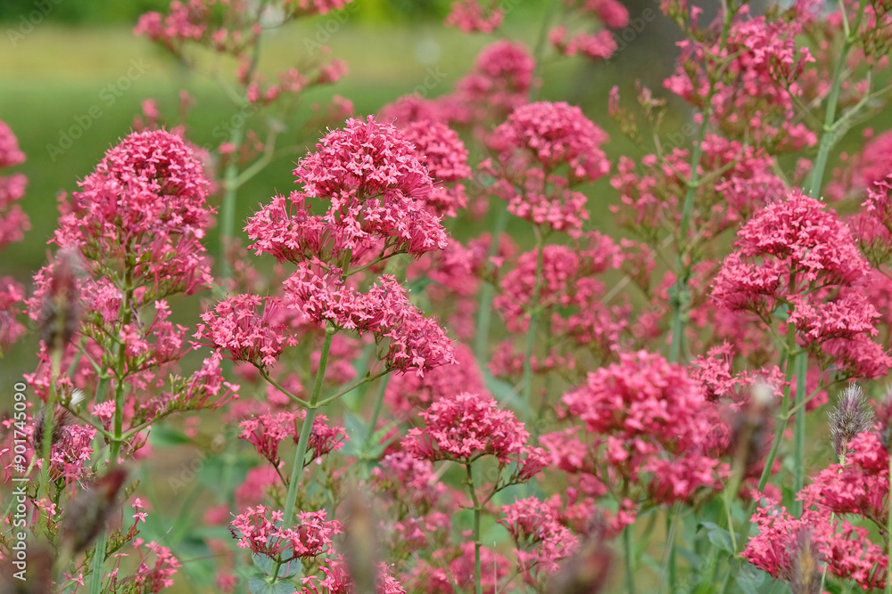 Pink wildflower Red Valerian, Centranthus ruber, in flower. Pink wildflower Red Valerian, Centranthus ruber, in flower.
