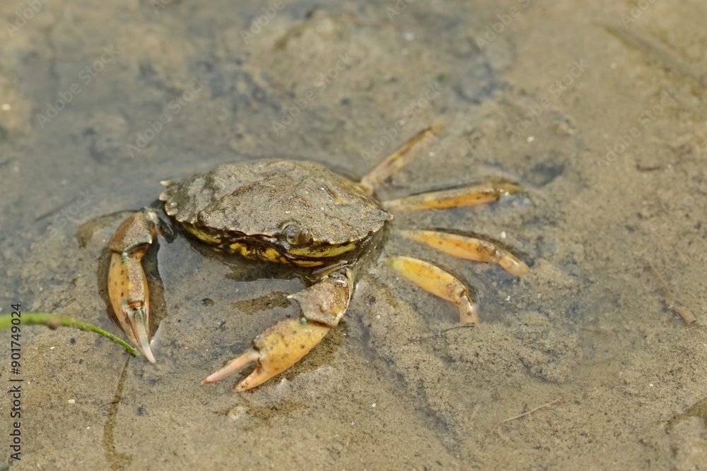 Drohende Gemeine Strandkrabbe (Carcinus maenas) Drohende Gemeine Strandkrabbe (Carcinus maenas)