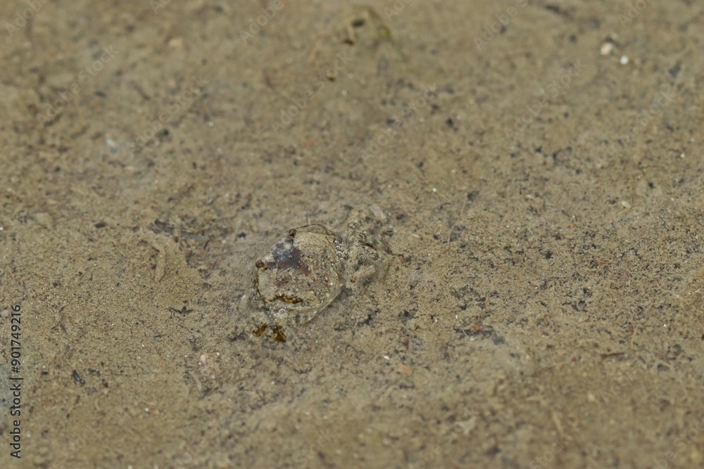 Junge Gemeine Strandkrabbe (Carcinus maenas) Junge Gemeine Strandkrabbe (Carcinus maenas)