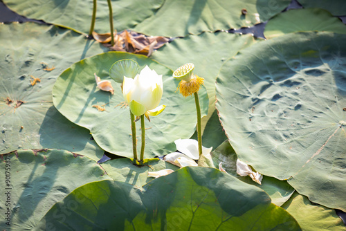 White lotus flowers at Tinh Tam Lake, Hue, Vietnam photo