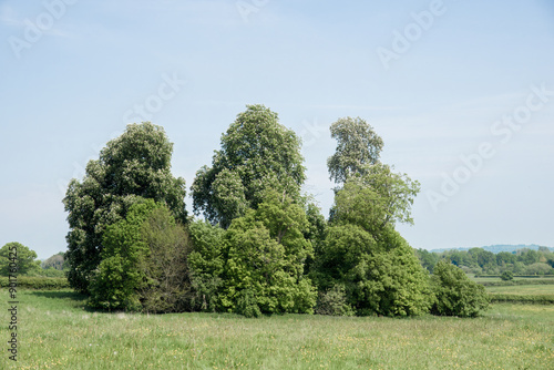 Billede på lærred landscape with circle of trees and blue sky in the countryside