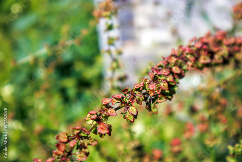 blooming colorful plants in the nature