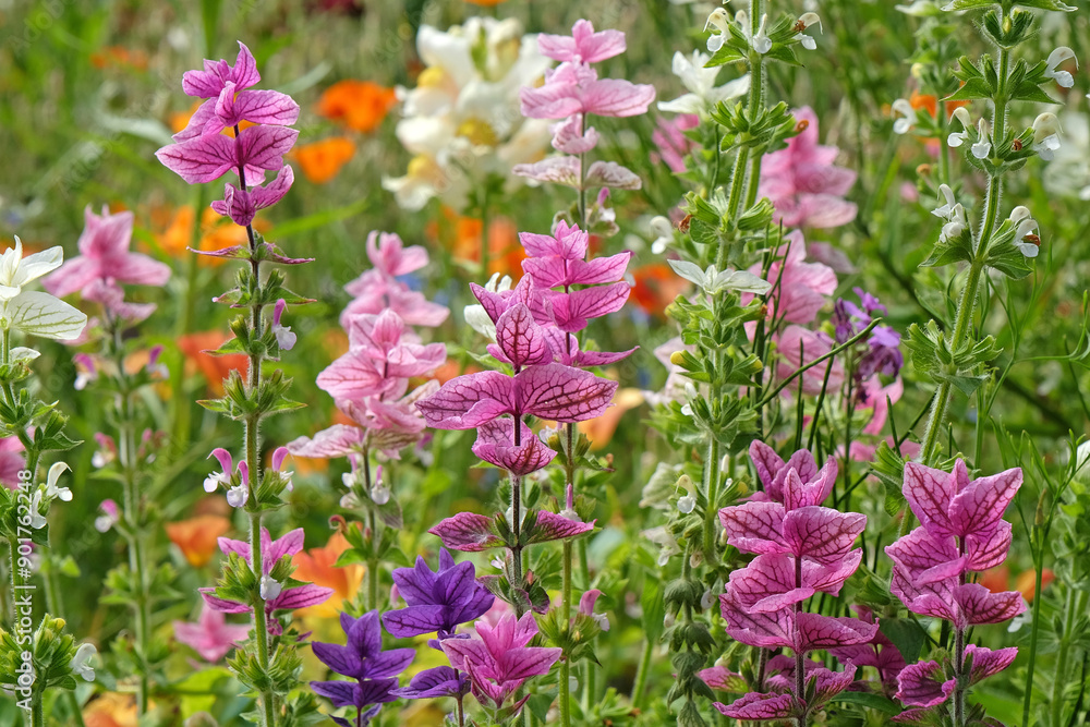 Pink and white Salvia viridis or painted sage, in flower. .. Pink and white Salvia viridis or painted sage, in flower. ..