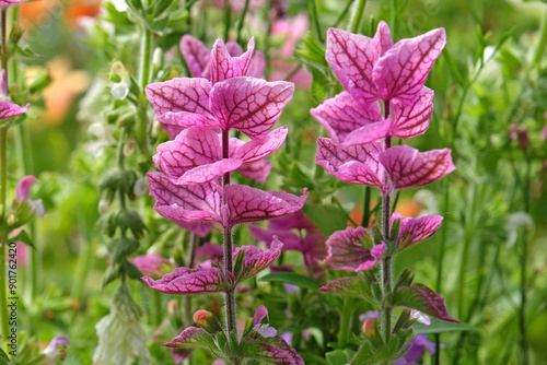 Pink and white Salvia viridis or painted sage, in flower. ..