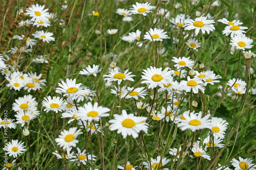 Fototapeta premium White Ox eye daisy, Leucanthemum vulgare, in flower.
