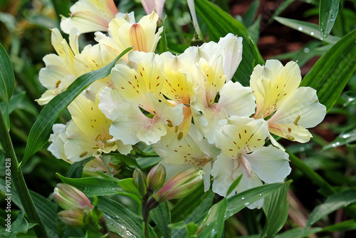 Yellow cream Peruvian lily Alstroemeria ‘Summer Snow’ in flower. photo