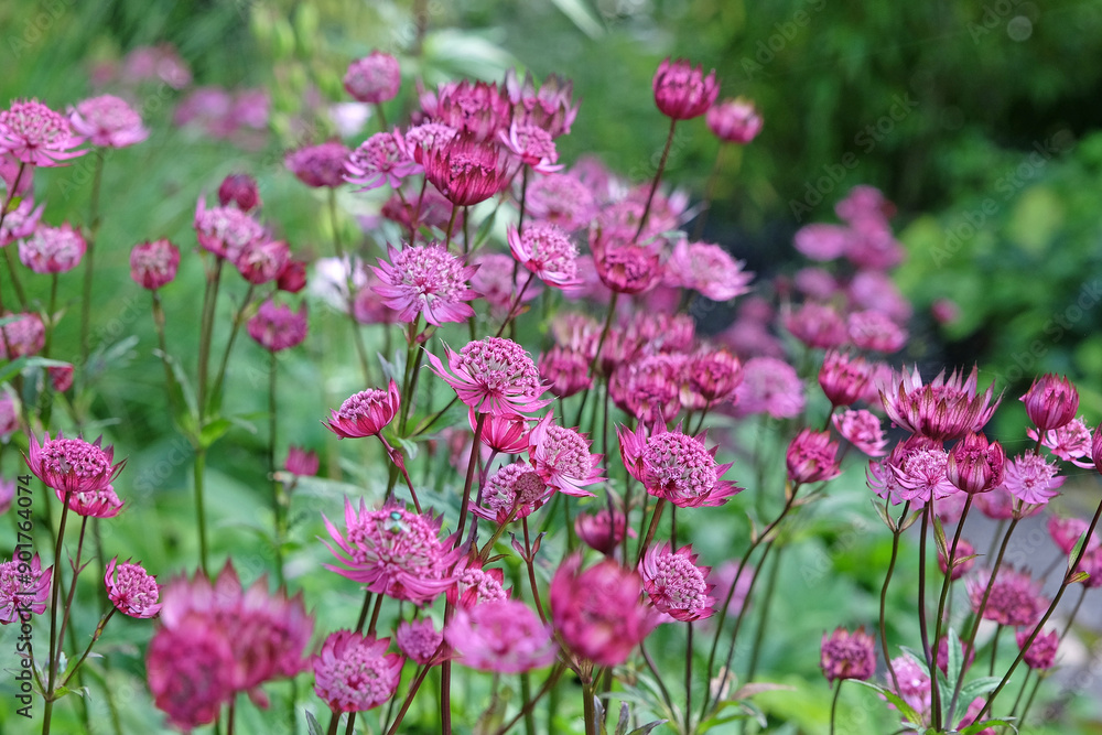 Red Astrantia major ‘Claret’, or Claret Masterwort in flower. Red Astrantia major ‘Claret’, or Claret Masterwort in flower.
