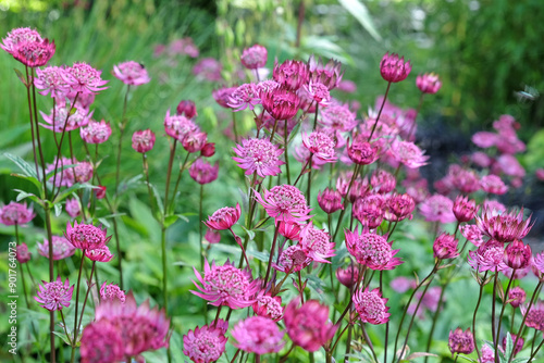 Принти на полотні Red Astrantia major ‘Claret’, or Claret Masterwort in flower.