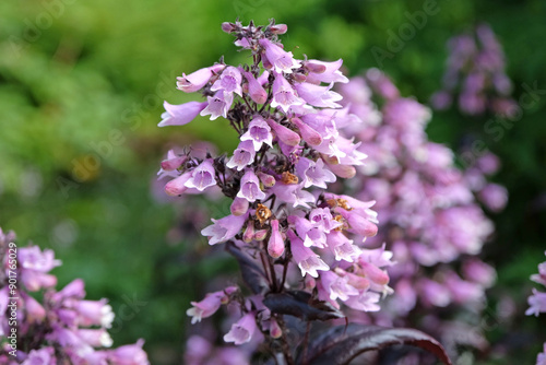 Pink and white Penstemon digitalis ‘Dakota Burgundy’ in flower. photo