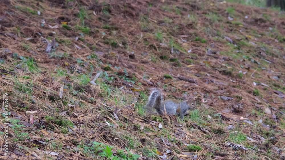 gray squirrel running on undergrowth of pine needles at Pellerina Park Turin Italy. High quality 4k footage gray squirrel running on undergrowth of pine needles at Pellerina Park Turin Italy. High quality 4k footage