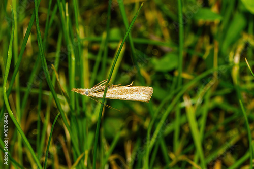 in the grass photo