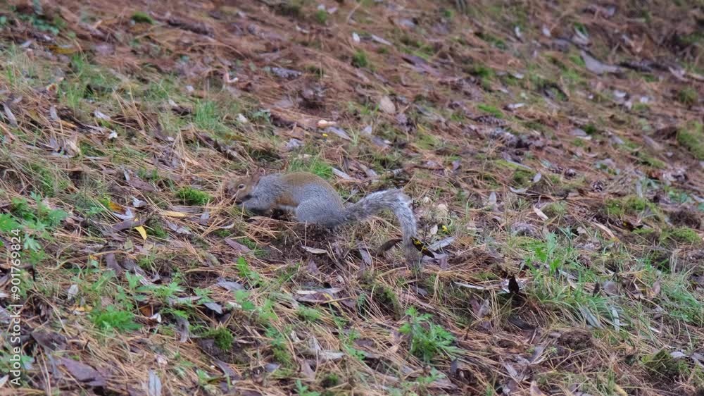 gray squirrel running on undergrowth of pine needles at Pellerina Park Turin Italy. High quality 4k footage gray squirrel running on undergrowth of pine needles at Pellerina Park Turin Italy. High quality 4k footage