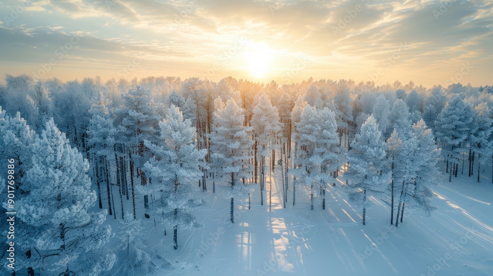 Winter Sunrise Over Frost-Covered Pine Trees in Tranquil Forest Landscape. Generative AI Winter Sunrise Over Frost-Covered Pine Trees in Tranquil Forest Landscape. Generative AI
