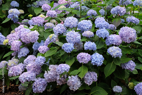 Blue, pink and purple Mophead Hydrangea macrophylla ‘Endless Summer’ in flower.
