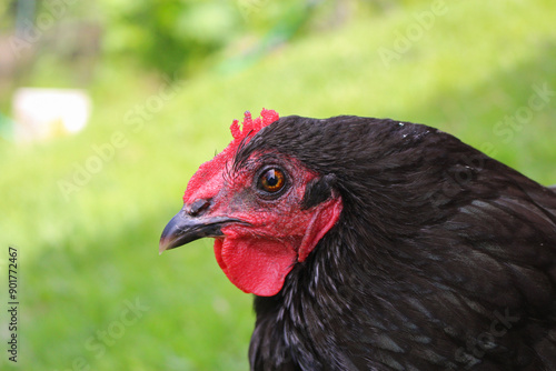 Chicken Closeup