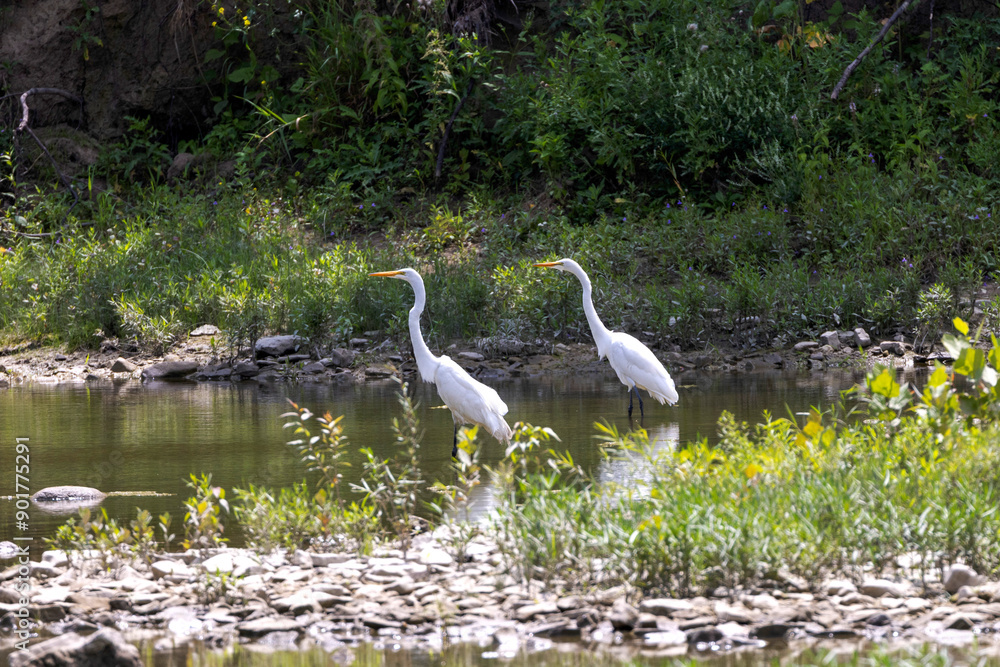 The great egret (Ardea alba) on the hunt. This bird also known as the common egret, large egret, or great white egret or great white heron. The great egret (Ardea alba) on the hunt. This bird also known as the common egret, large egret, or great white egret or great white heron.