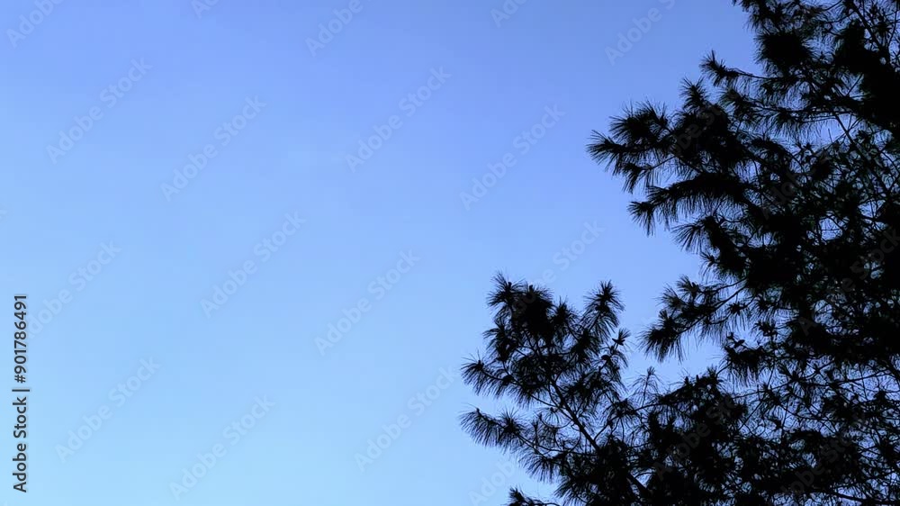 pines leaves against blue morning sky nature background pines leaves against blue morning sky nature background