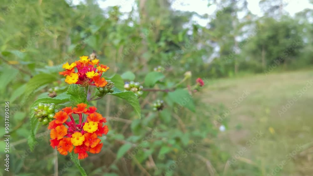 Lantana flower or lantana or orange lantana camara or weeping lantana with green leaf background, waving because of the wind Lantana flower or lantana or orange lantana camara or weeping lantana with green leaf background, waving because of the wind