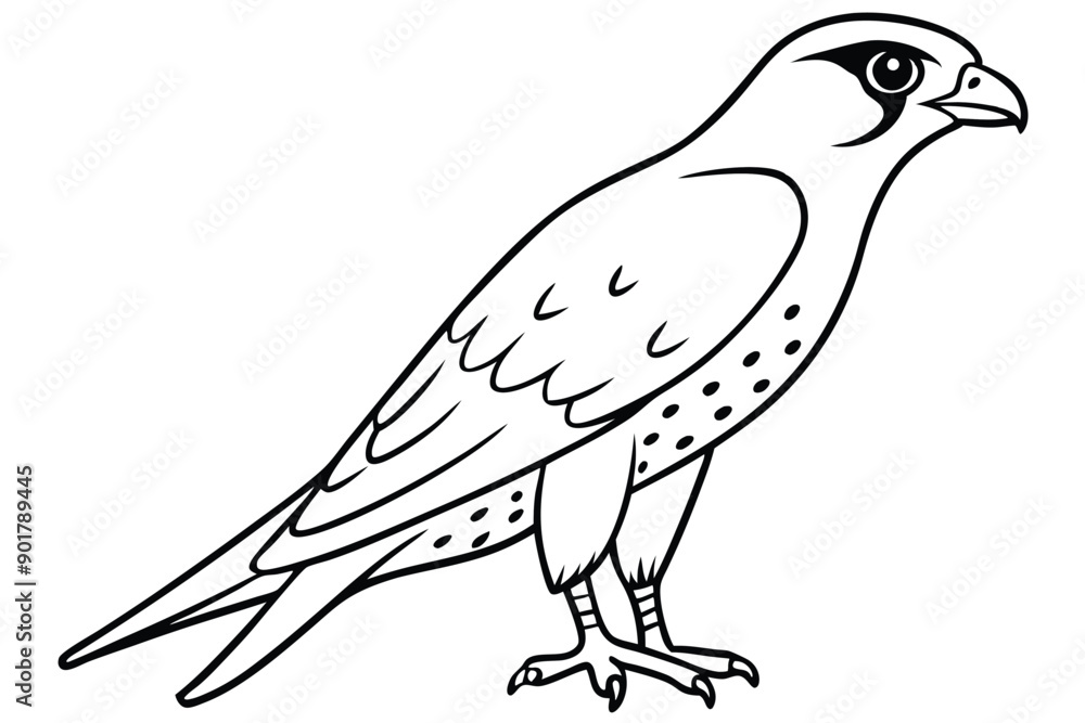 Obraz premium Falcon line art illustration Design Concepts
