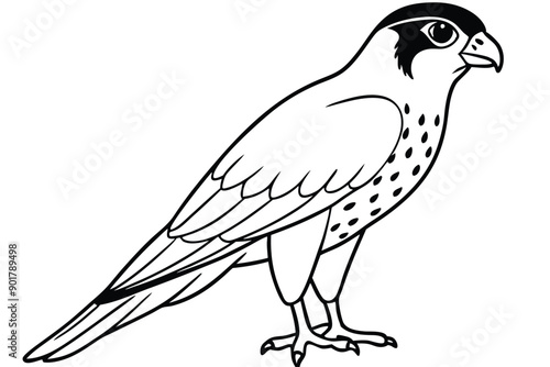 Falcon line art illustration Design Concepts