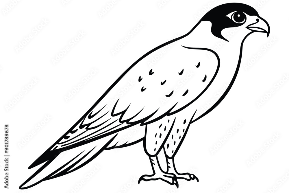 Obraz premium Falcon line art illustration Design Concepts