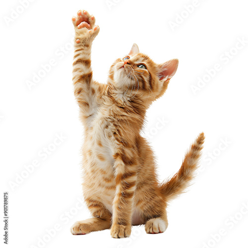 Playful ginger orange cat sits on  hind legs raised front paws and looks up isolated on white transparent background