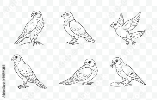 Print Comprehensive Merlin Line Art Vector Set Detailed Illustrations of Merlin Birds Perfect for Artistic and Design Projects