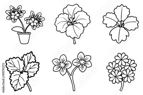Geranium line art illustration Design Concepts
