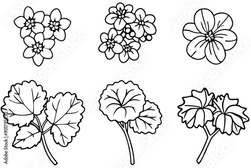 Geranium line art illustration Design Concepts