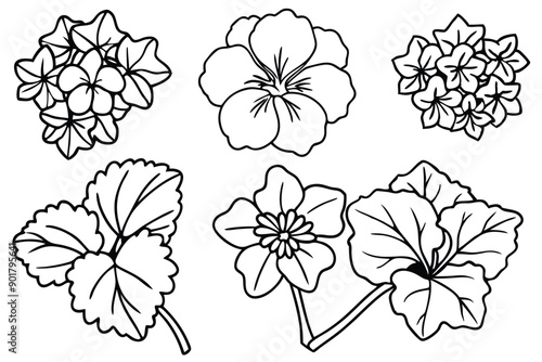 Geranium line art illustration Design Concepts