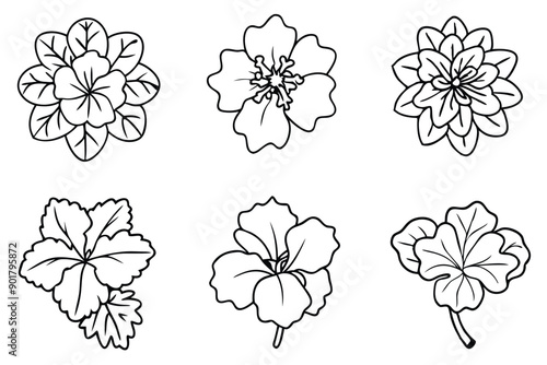 Geranium line art illustration Design Concepts
