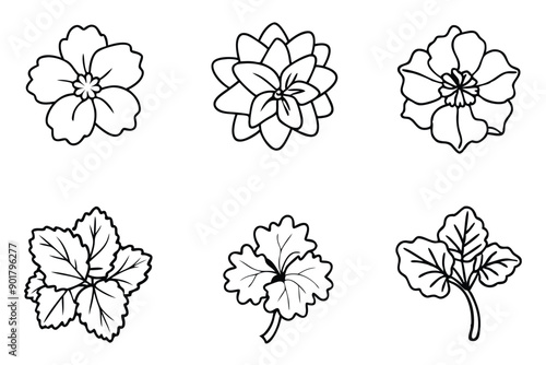 Geranium line art illustration Design Concepts