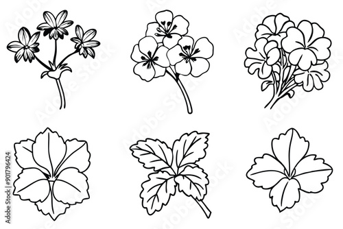 Geranium line art illustration Design Concepts