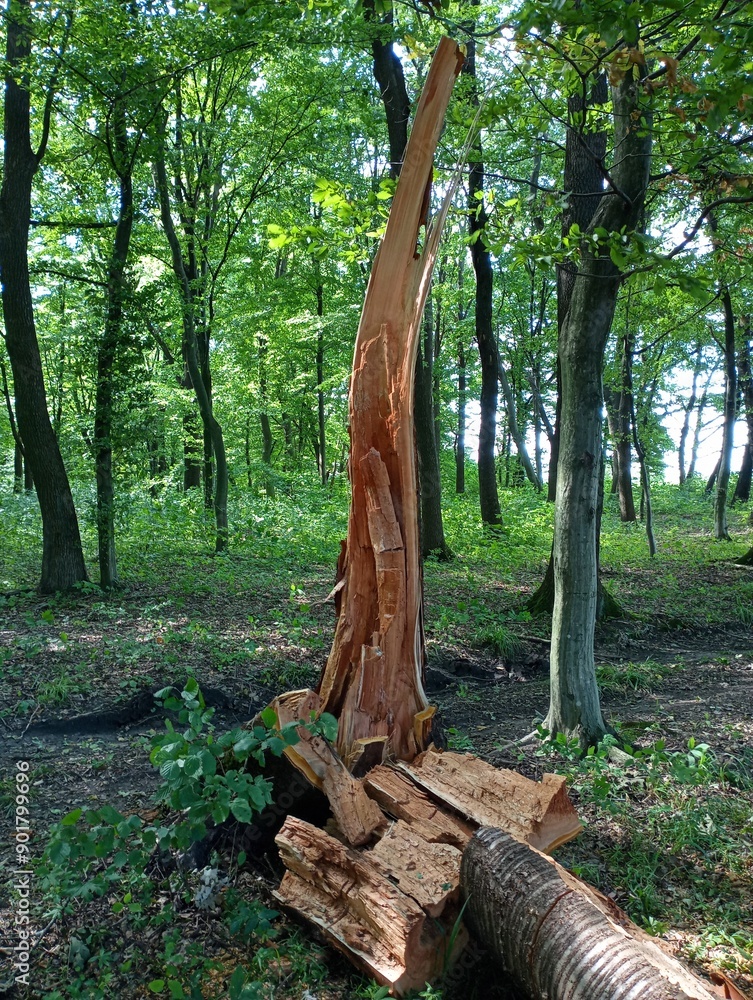 A broken cherry tree in the forest with a crushed trunk on a background of green forest trees. Natural backgrounds and beautiful scenery in summer green fresh forest. A broken cherry tree in the forest with a crushed trunk on a background of green forest trees. Natural backgrounds and beautiful scenery in summer green fresh forest.