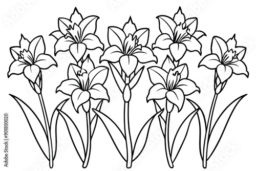 Gladiolus line art illustration Design Concepts