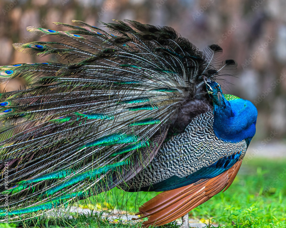 Obraz premium A Peacock