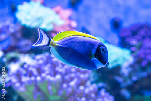 Powder Blue Tang