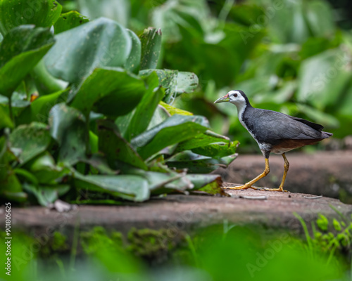 White Chested Waterhen