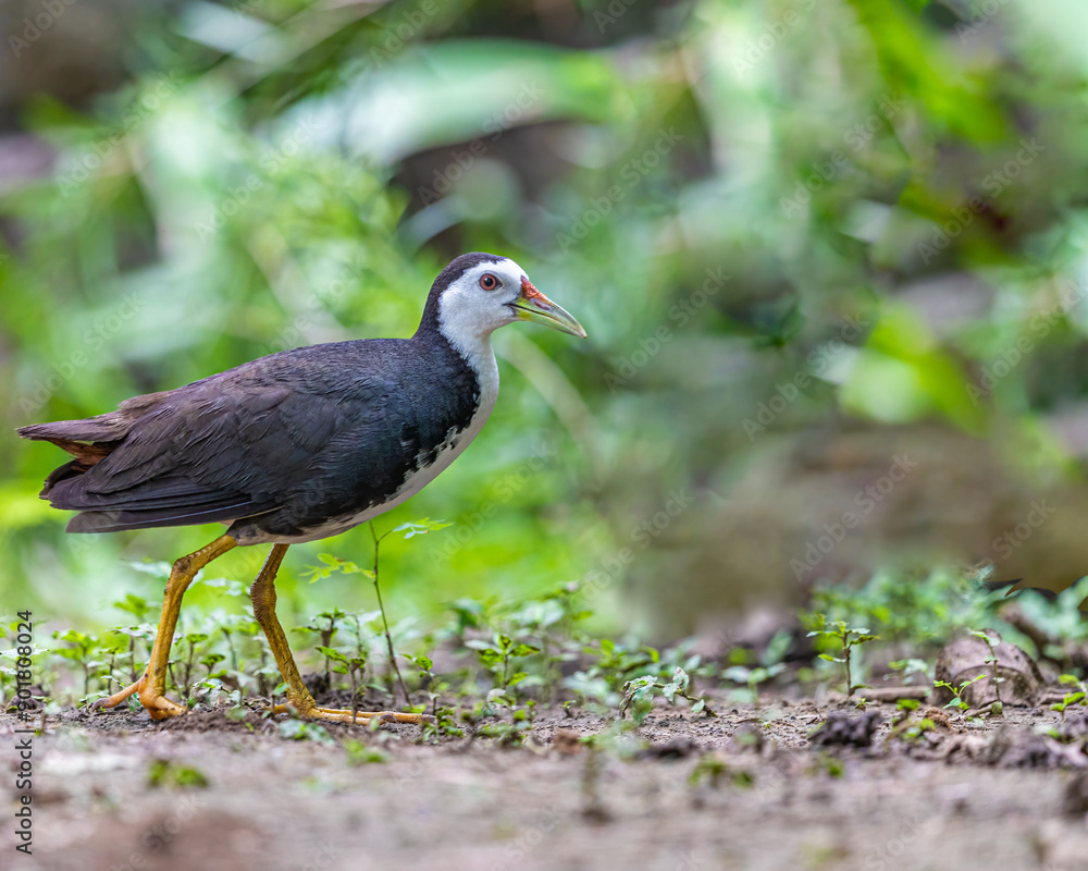 White Chested Waterhen White Chested Waterhen