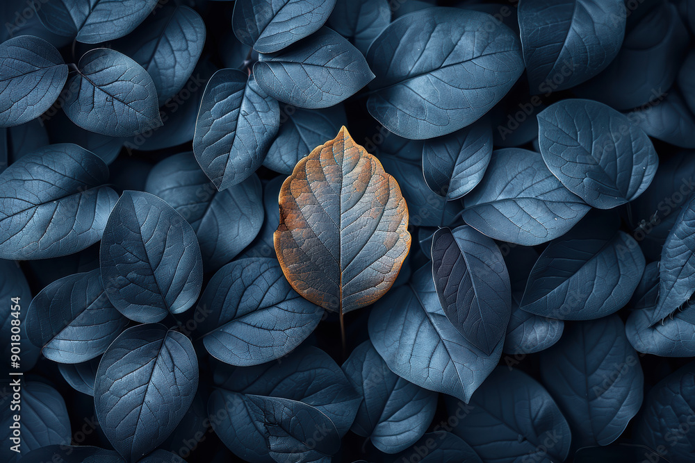 Leaf Against Black Background Leaf Against Black Background