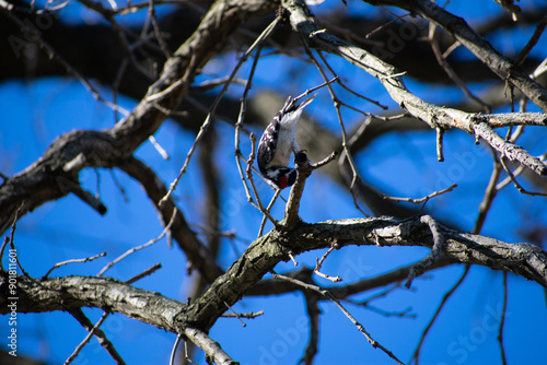 Woodpecker on a Tree Branch  photo