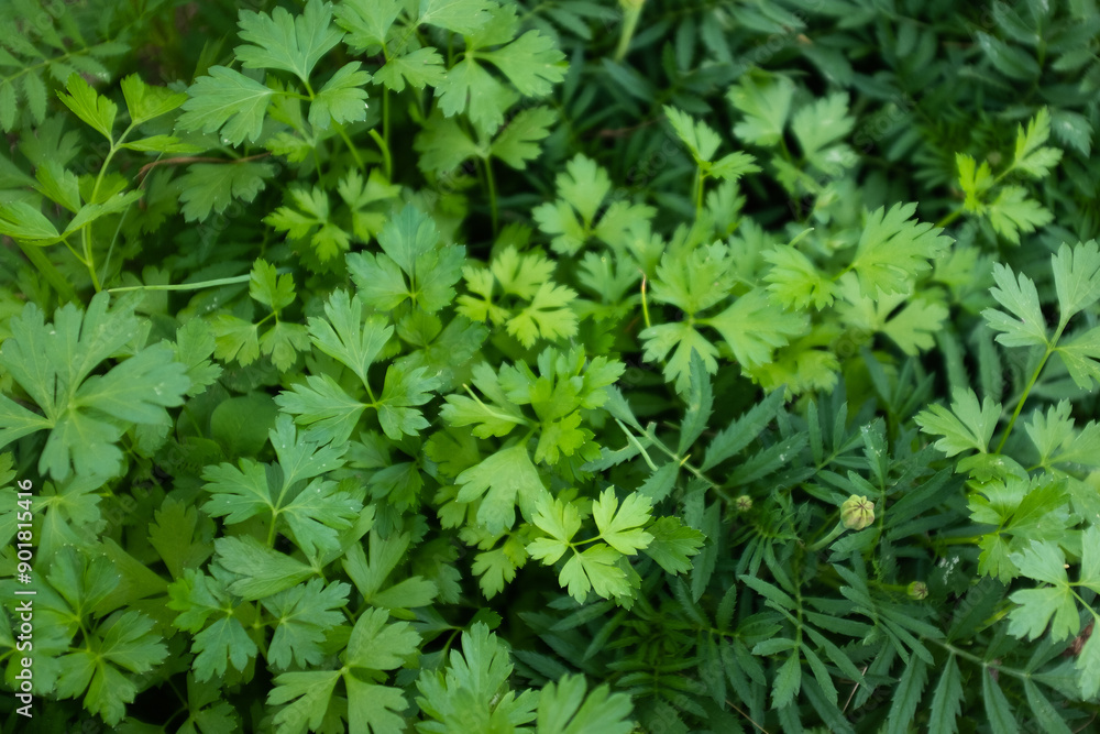 Parsley growing, top view. Background from green leaves of parsley plant for publication, design, poster, calendar, post, screensaver, wallpaper, postcard, banner, cover. High quality photo Parsley growing, top view. Background from green leaves of parsley plant for publication, design, poster, calendar, post, screensaver, wallpaper, postcard, banner, cover. High quality photo