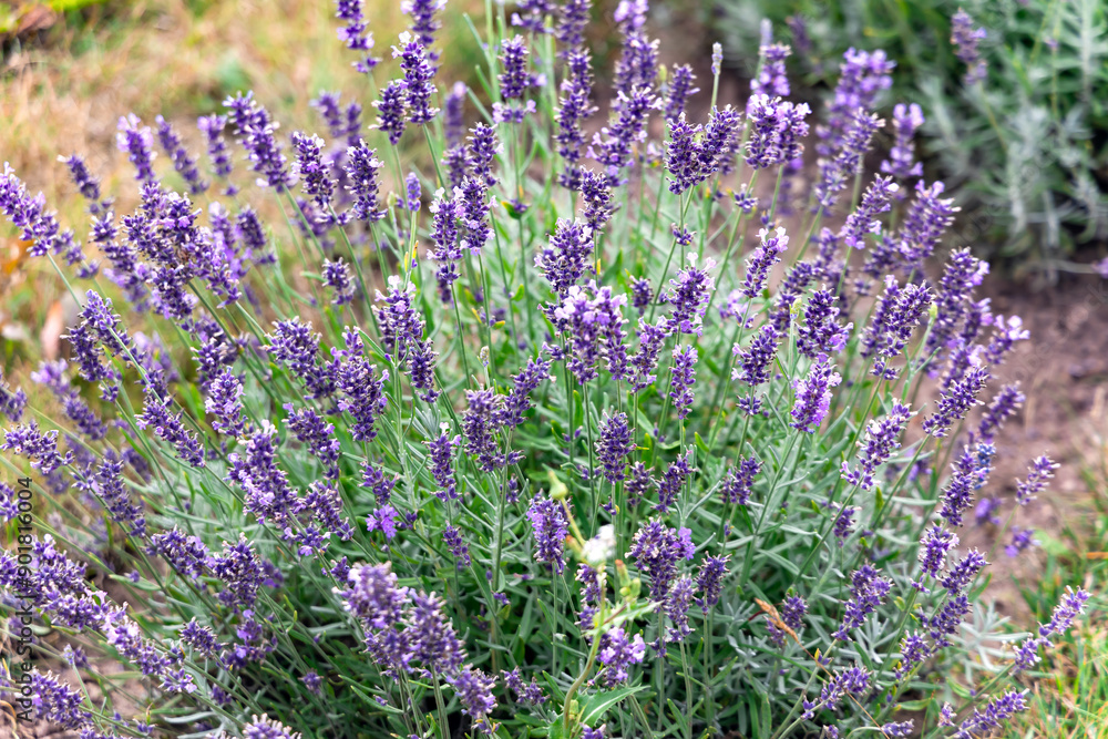 Fototapeta premium Blooming violet lavender field in summer sunny morning. Latvian rural region. 