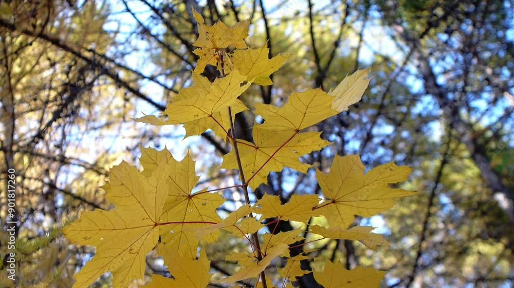 yellow leaves