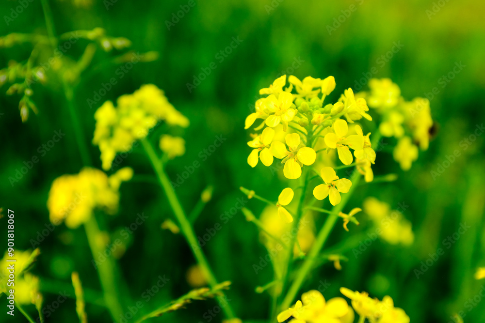 Bloom one yellow inflorescence mustard, close-up. White mustard plant on blurred green background for publication, poster, calendar, post, screensaver, wallpaper, cover, web. High quality photography Bloom one yellow inflorescence mustard, close-up. White mustard plant on blurred green background for publication, poster, calendar, post, screensaver, wallpaper, cover, web. High quality photography